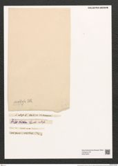 Eunotia nodosa Ehr. (de-Toni-Nr.: Genus 104, Species 3156) Zeichnungen Sammlung Grunow (NHMW-BOT-W0375204)